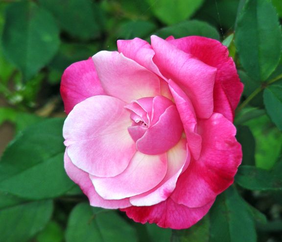 Archduke Charles photo ac2013_08210028_zpsc352e678.jpg